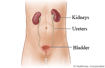 The bladder