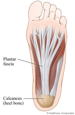 Plantar fascia (ligament in foot): Bottom view.