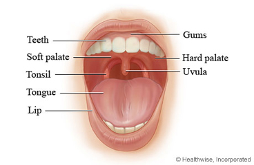 Anatomy of the mouth