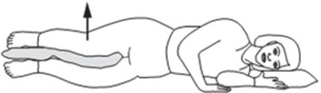 clam shell