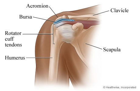 Shoulder anatomy.