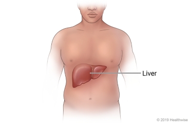 Image of the liver