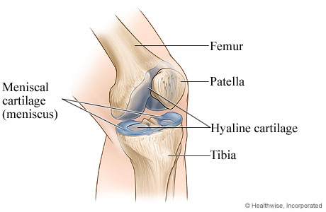 Normal knee joint. Normal knee joint.