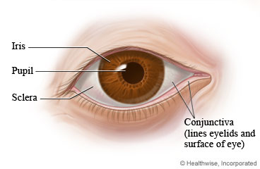 Anatomy of the eye.