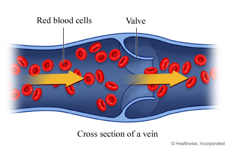 Red blood cells.