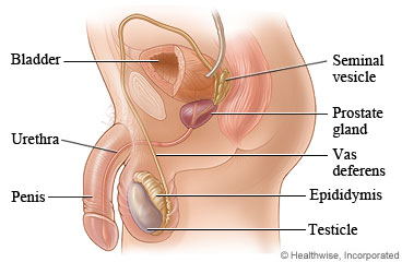 The male reproductive system