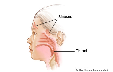 Upper respiratory system of a child