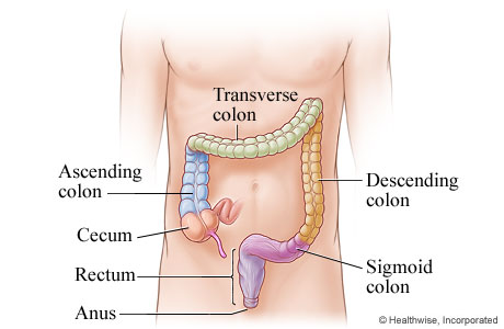 The colon and rectum and where they are in the body The colon and rectum and where they are in the body