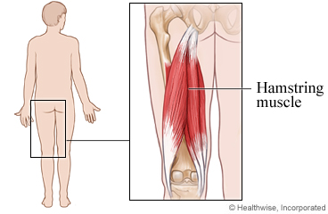 Hamstring muscle